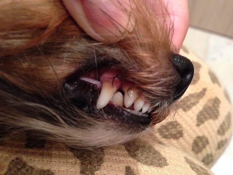 Собакины мои и зубы))