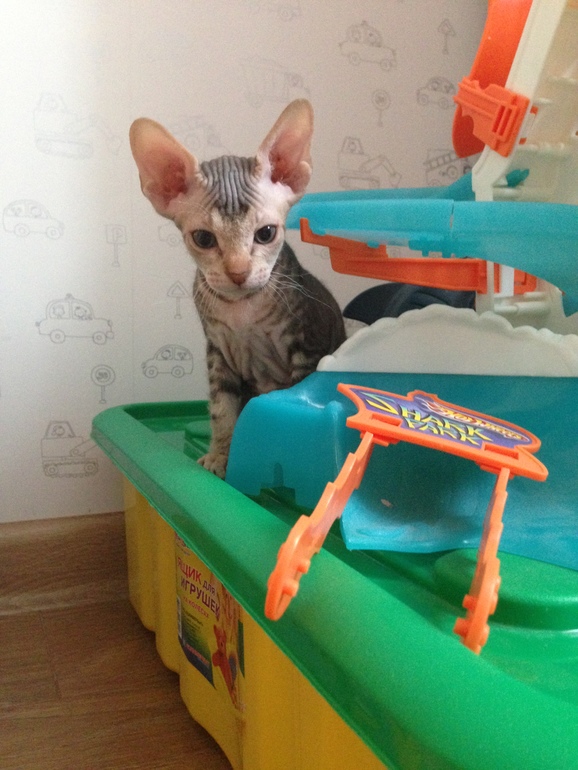 Мои маленькие эльфы)))