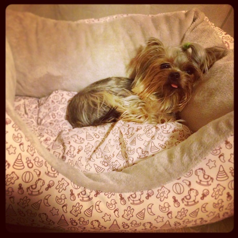 Мои зверята)))