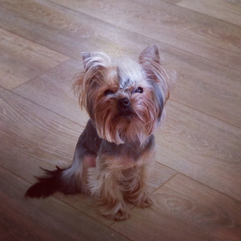 Фото моих девочек)))