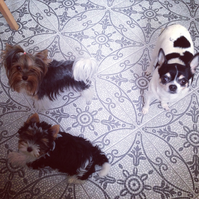 Мои зверята)))