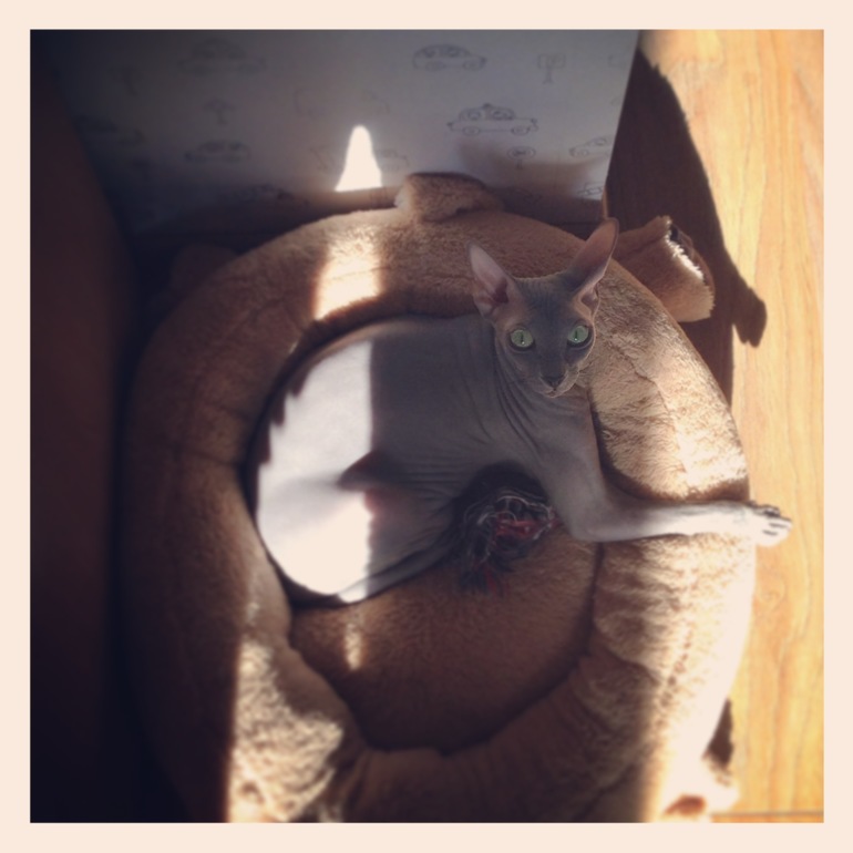 Мои зверята)))