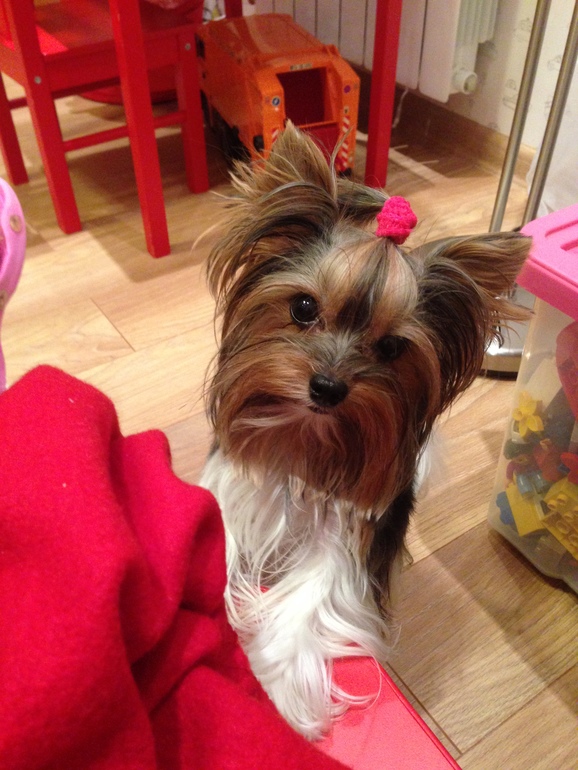 Мои зверята)))