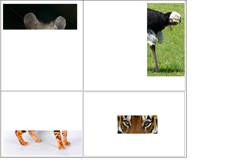 Как играть с алисой в угадай животное. Животные для угадывания. Угадать животное по картинке. Отгадай картинку по фрагменту. Игра Угадай животное.