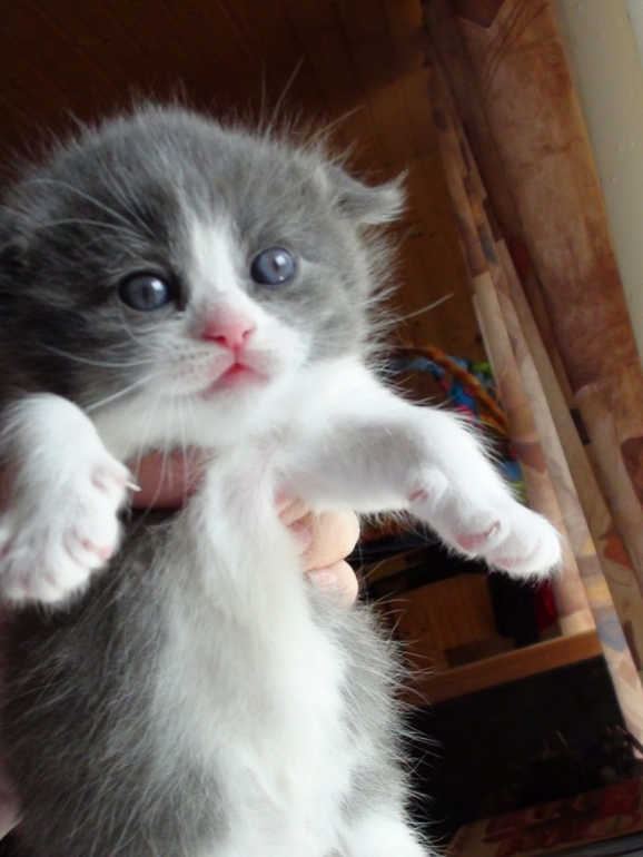 Анонс котят ;)