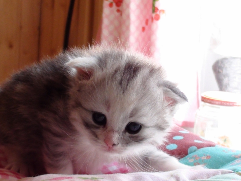 Анонс котят ;)