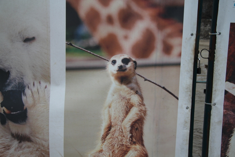 В зоопарк с 11-месячным малышом.