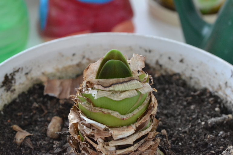 Гиппеаструм - подозрительные листья