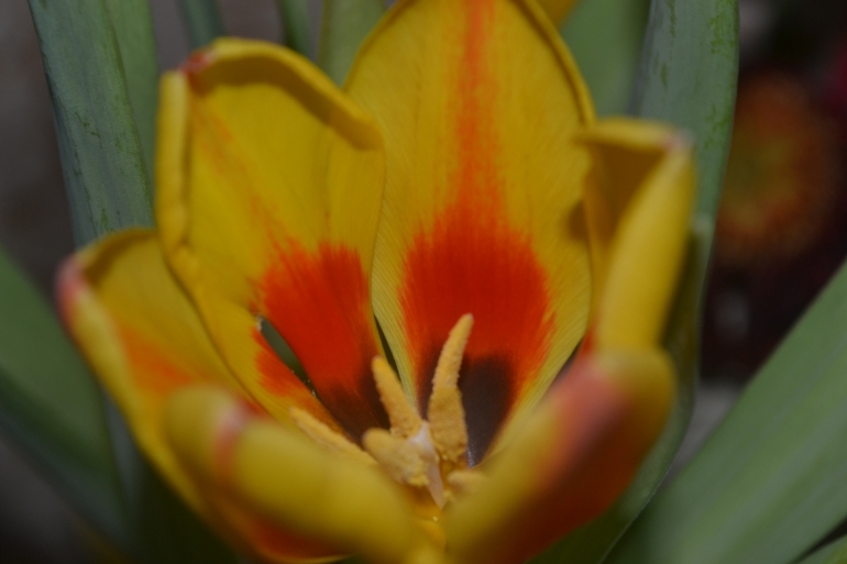 Тюльпан чахнет