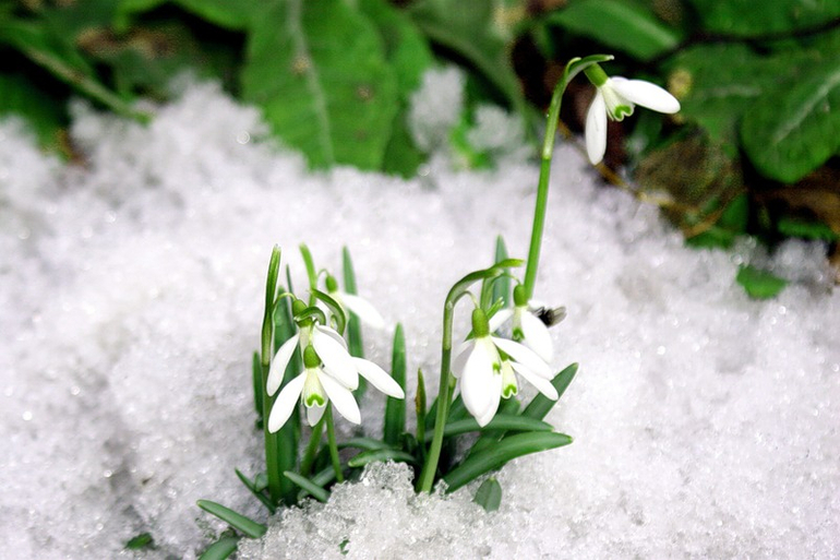 Весна в окно стучится!!!!!