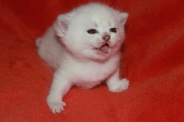 Красивые котята ищут хозЯев