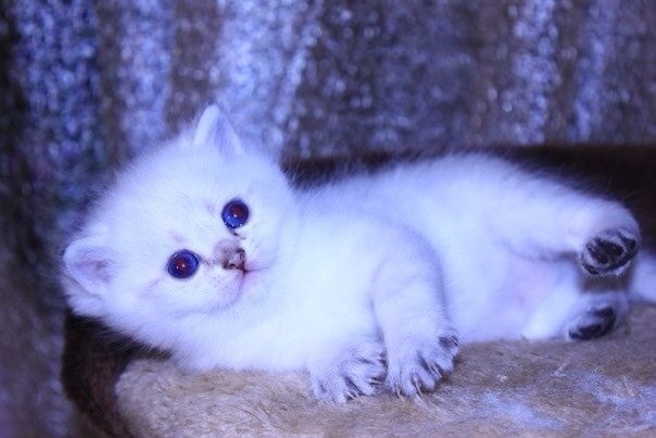 Красивые котята ищут хозЯев