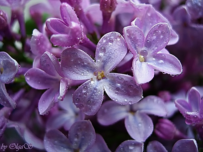 Сиреневый ТД