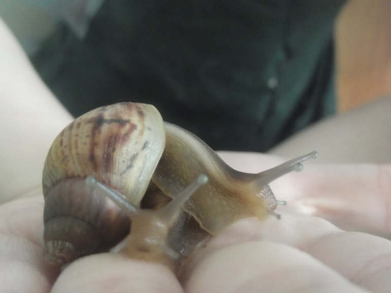 Мои малявки ))