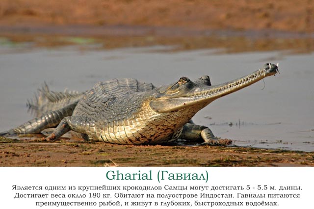 Наша африканская неделька