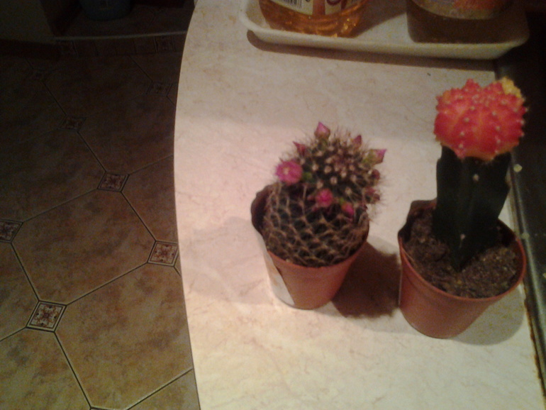 в полку прибыло....