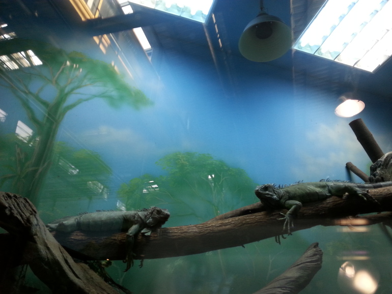 Прогулка по зоопарку)))