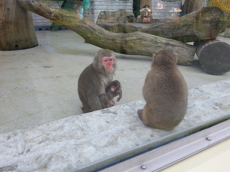 Прогулка по зоопарку)))