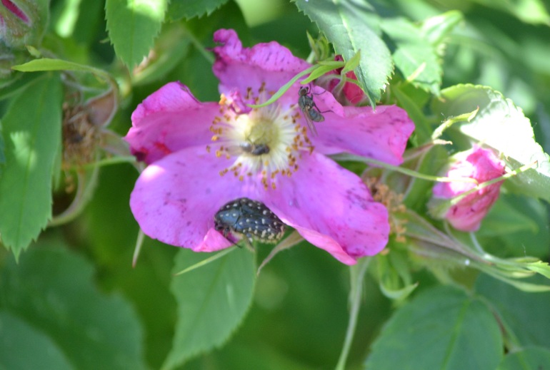 Тематическая неделька ЛЕТО. День третий. Фотоохота на насекомых.