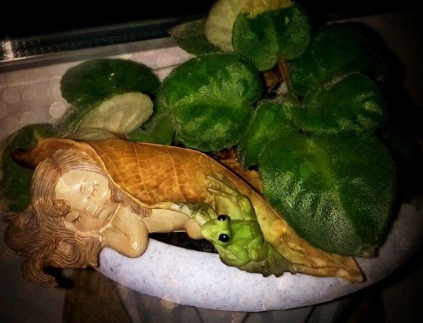 Малышка в фиалках)))