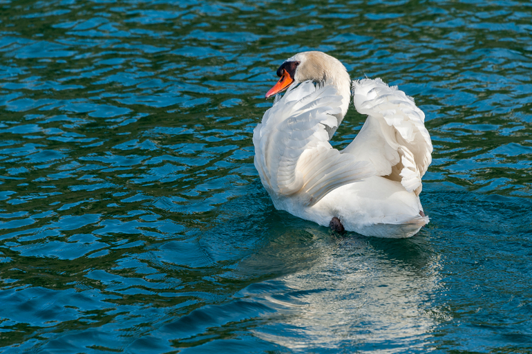 Хорватия. Регата. Рай))