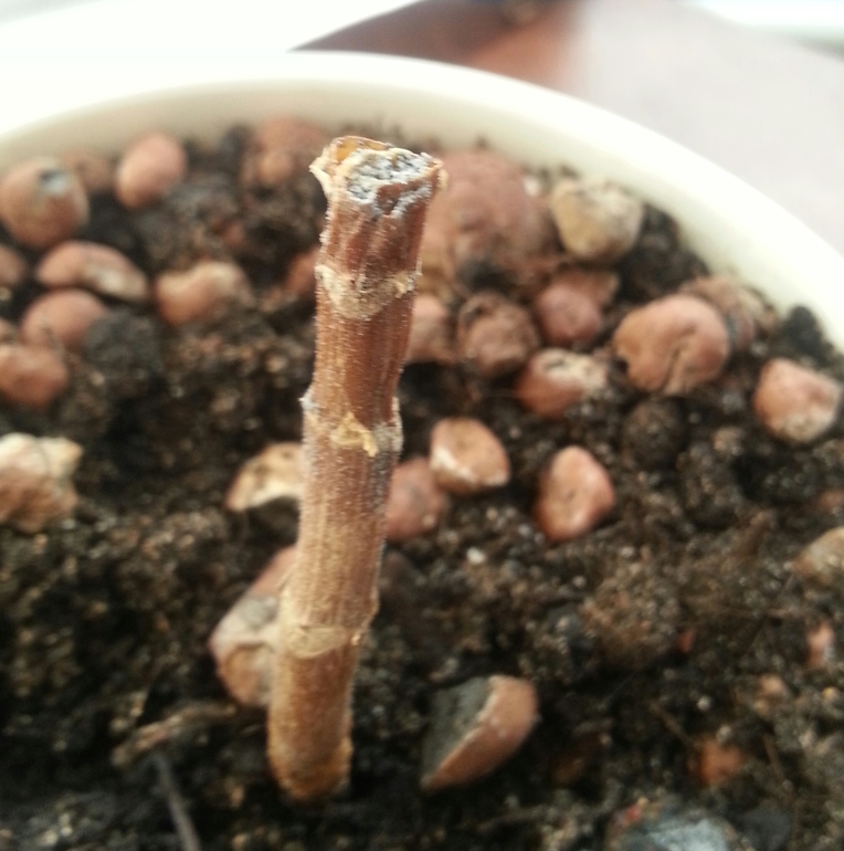 можно ли еще спасти герань???!!!