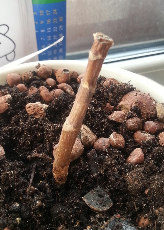 можно ли еще спасти герань???!!!