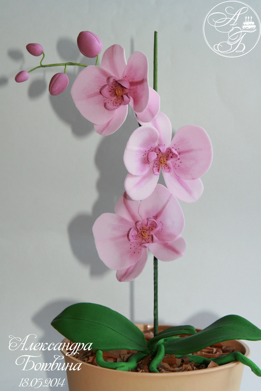 Моя первая орхидейка!!!