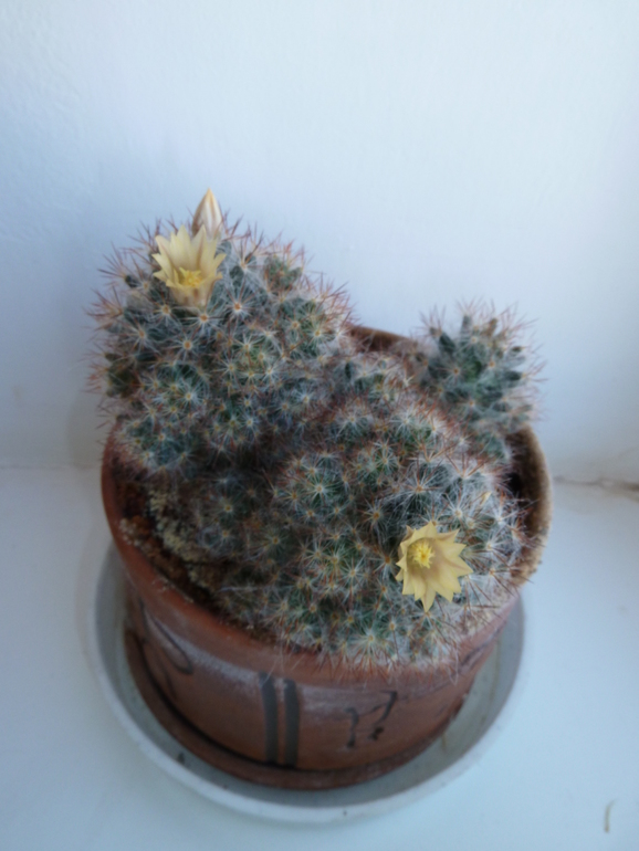 В моем саду