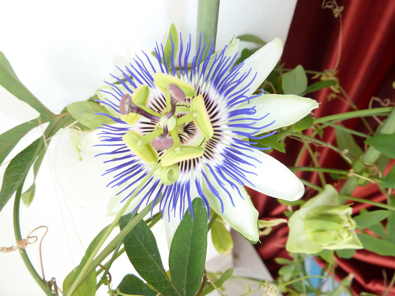 В моем саду