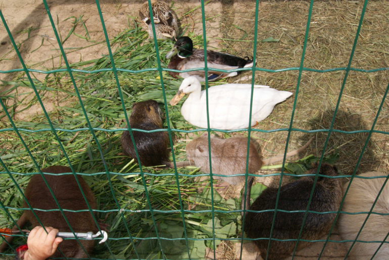 Мини-зоопарк Горки