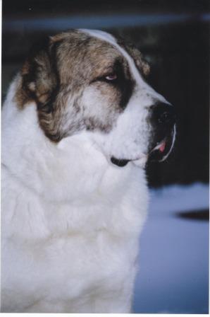 Прощай ДРУГ