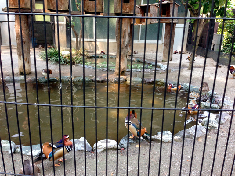 Inokashira Park...