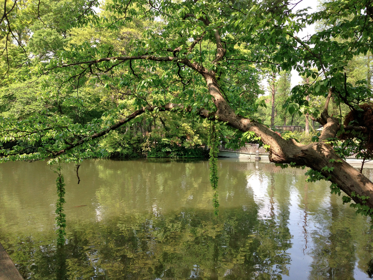 Inokashira Park...