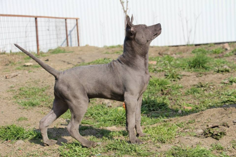 Тайский Риджбек! :)