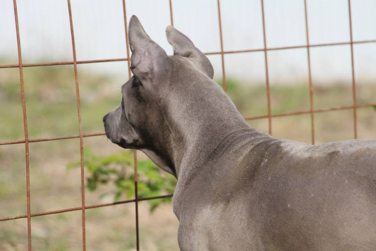 Тайский Риджбек! :)