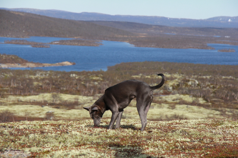 Тайский Риджбек! :)