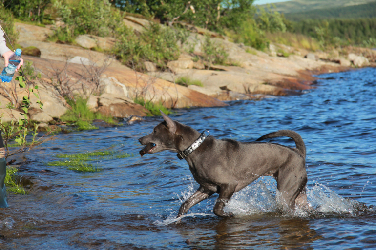 Тайский Риджбек! :)