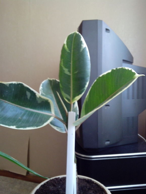 фикус не хочет рости