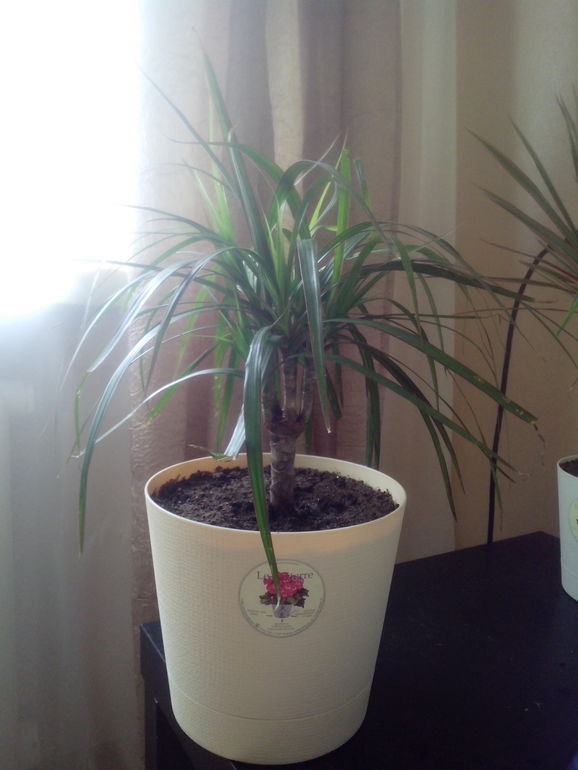 опустились листики