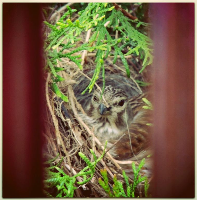 Дыхание природы... :) или наши радости за городом!