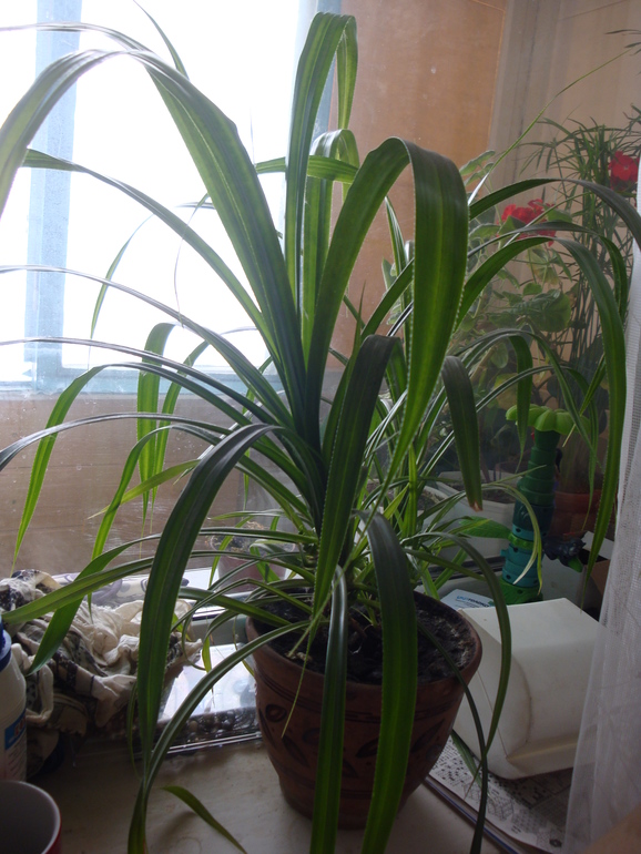 Моя растительность (хвастики)