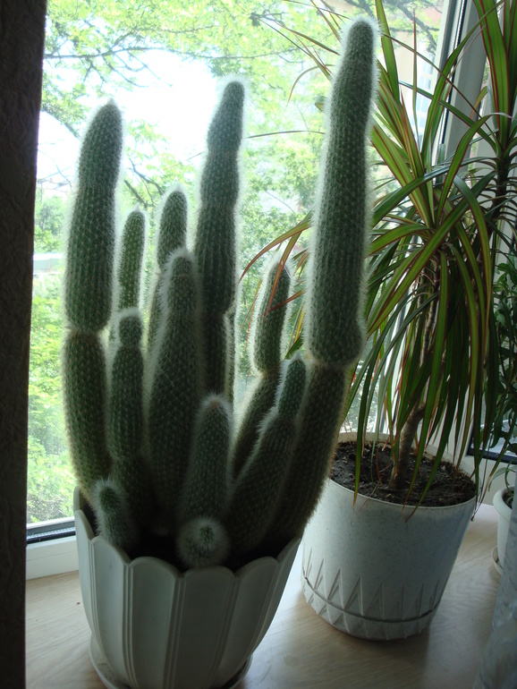 Моя растительность (хвастики)