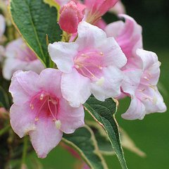 новые цветы