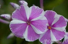 Виды флоксов
