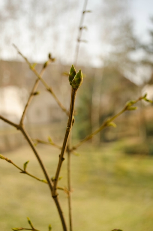 Весеннее настроение