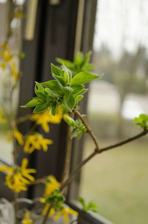 Весеннее настроение