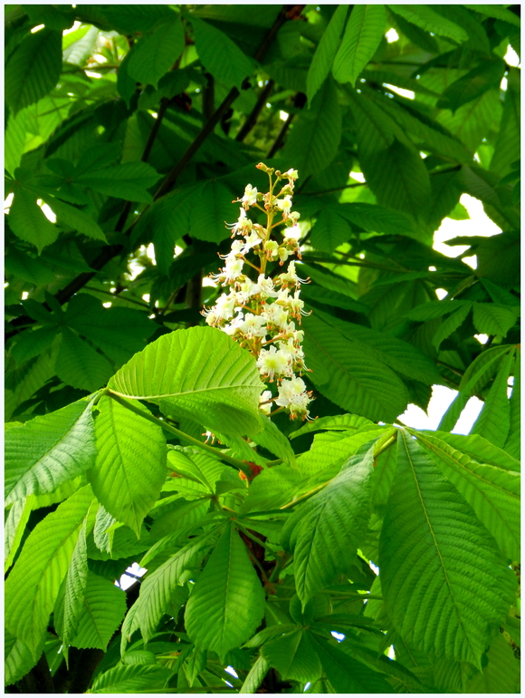 Прогулка по городу. Гляссе.