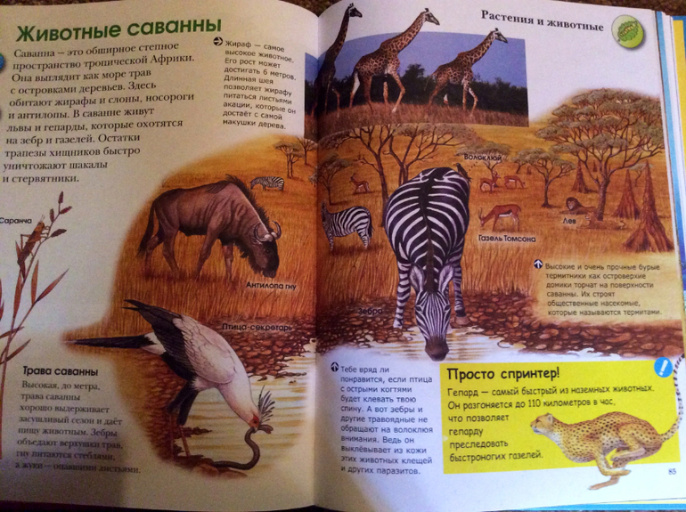 Первые энциклопедии