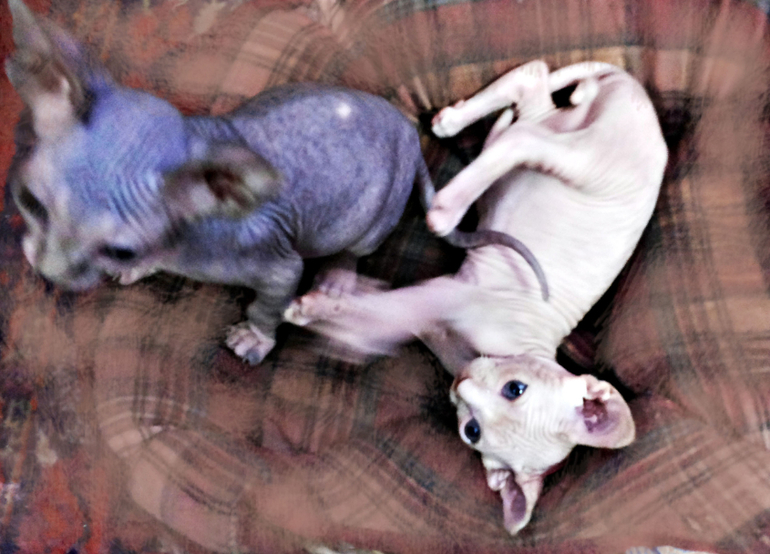 Канадские сфинксята)